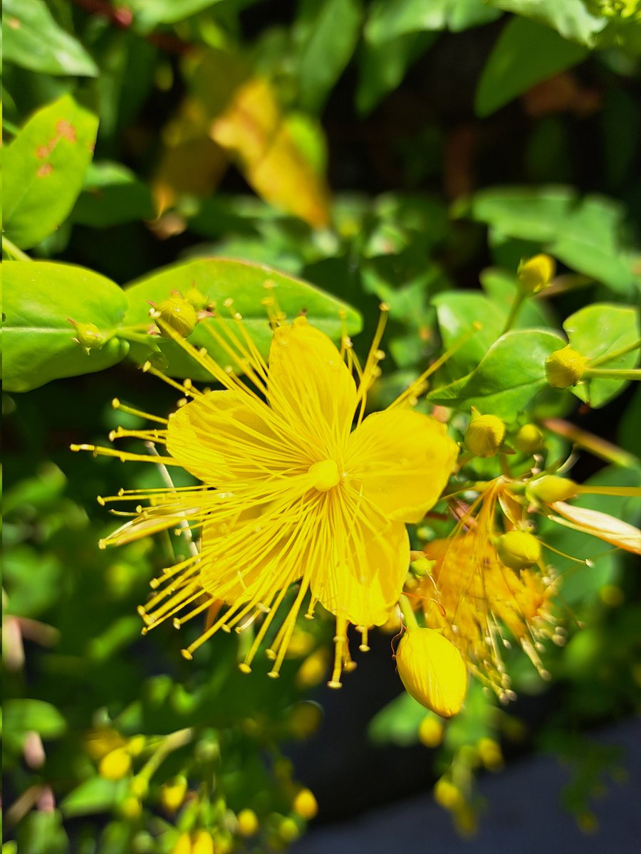 AuthorTracyRees's tweet image. A very grey, dull, humid day today (doing my hair no favours) so here are some pics of radiant blooms from the recent sunny days, to brighten it up #Flowers #walking #thursdayvibes #books #authorlife