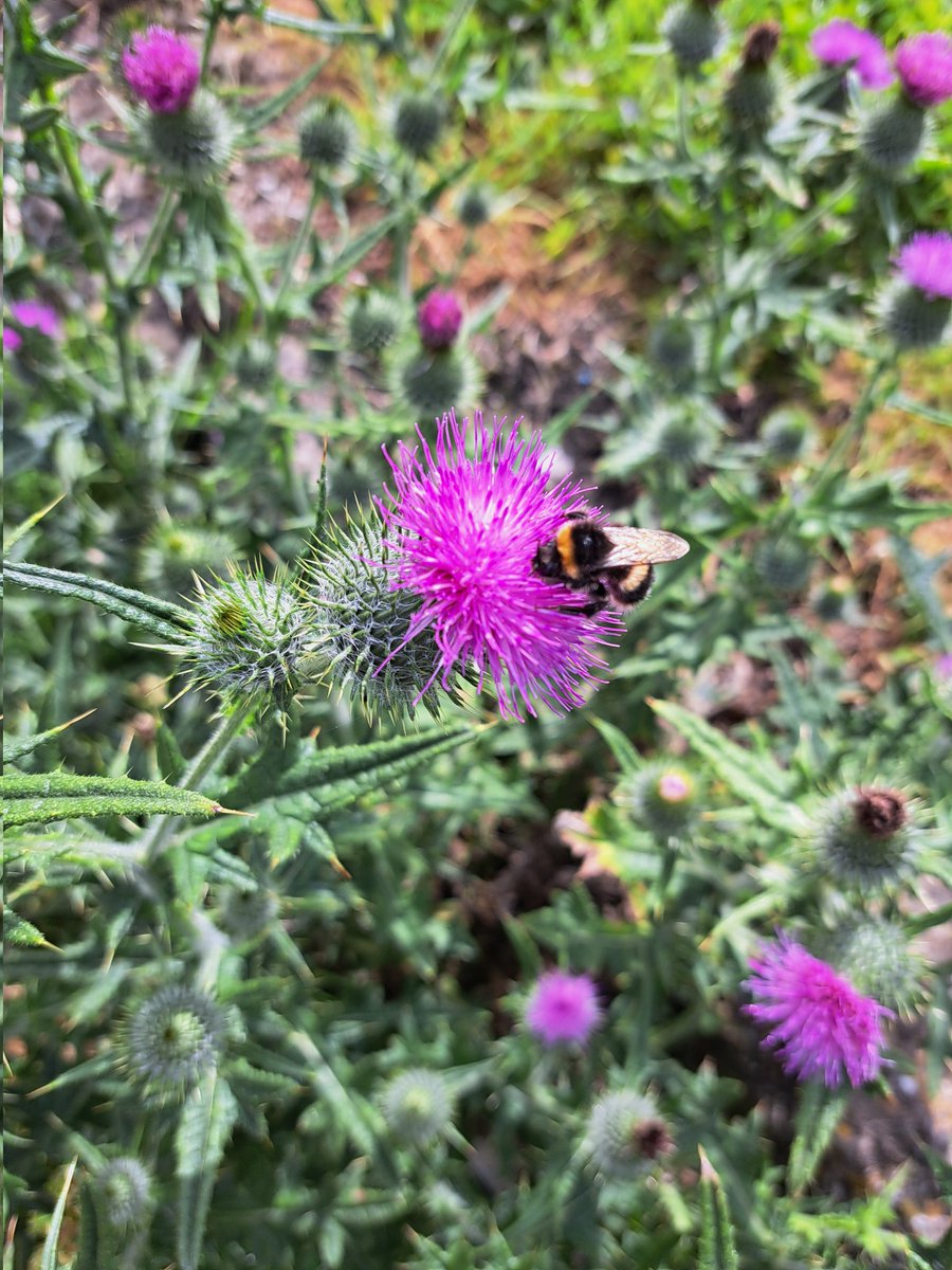 AuthorTracyRees's tweet image. A very grey, dull, humid day today (doing my hair no favours) so here are some pics of radiant blooms from the recent sunny days, to brighten it up #Flowers #walking #thursdayvibes #books #authorlife