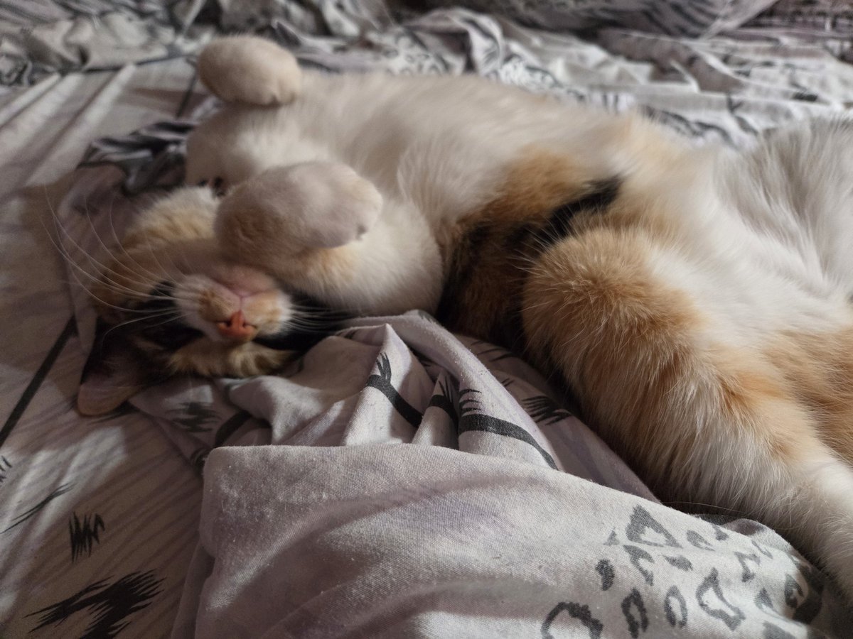 Aramori_'s tweet image. everyone say good morning to penny right now!!