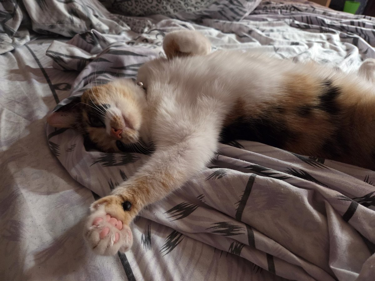 Aramori_'s tweet image. everyone say good morning to penny right now!!