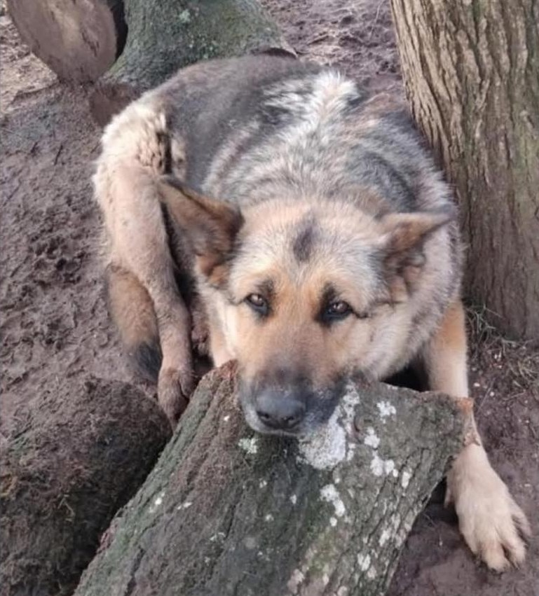 millypod1's tweet photo. MISSY HOME SAFE. THANKS FOR RT's 😊🐕🐾
🆘7 July 2025 #Lost Missy #ScanMe
ELDERLY German Shepherd Dog Female
The field of study, Milverton Road #Runnington near #Wellington #Somerset #TA21 https://t.co/haHvoLoCKz https://t.co/jfr2uaUE0V