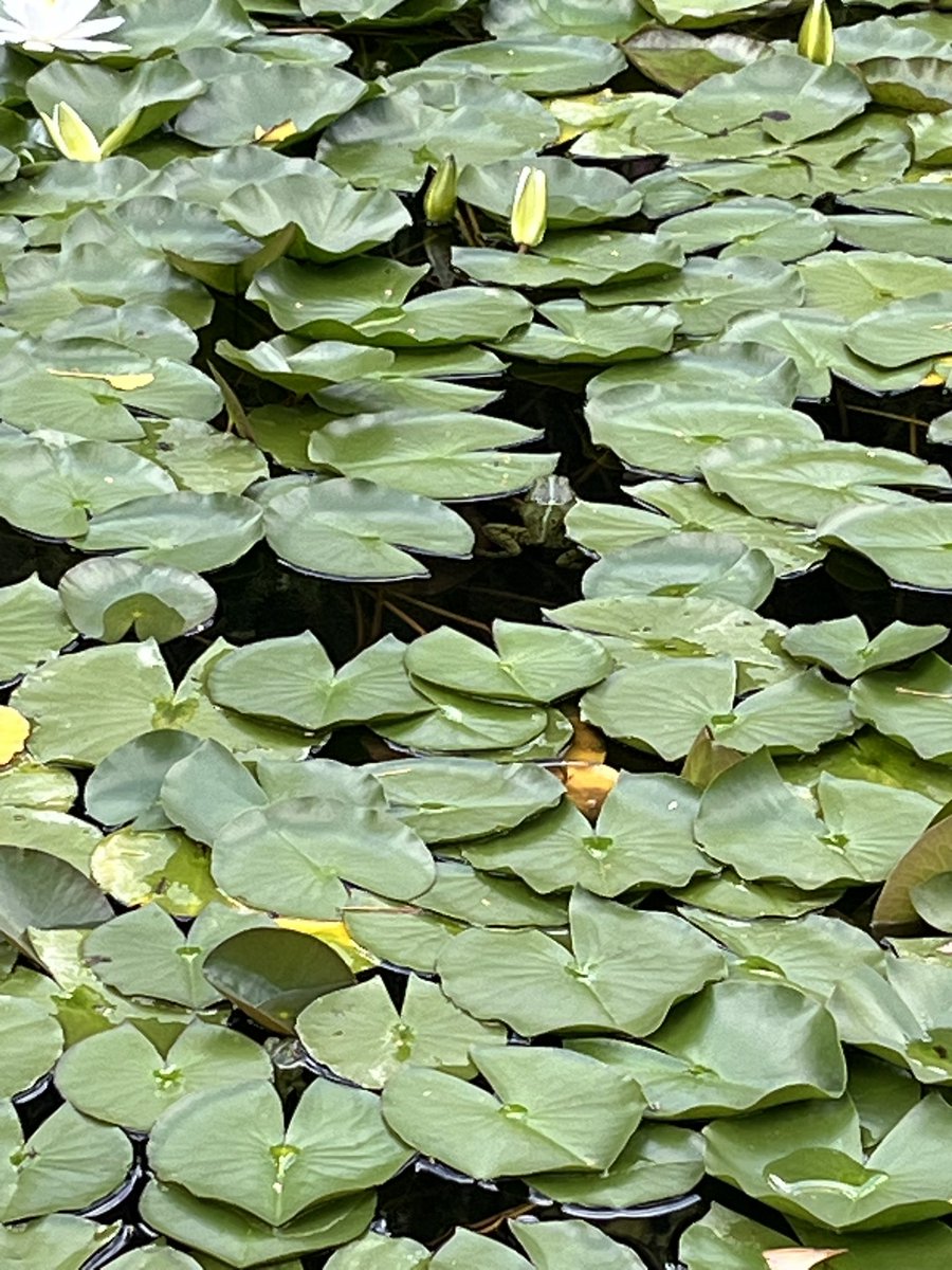 KarinMayerhofer's tweet photo. Zwei Frösche im Teich beim Altersheim. Habe Papa besucht. 🐸
#MayFamily https://t.co/OAzkf8Ui75