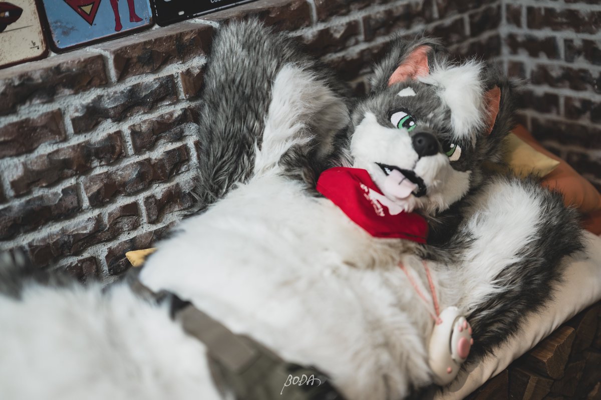 誰かお腹をなでなでしてくれる？

📷 <a href="/boodaiz/">ぼだ 🔜 Infurnity2025</a> 
#FursuitFriday