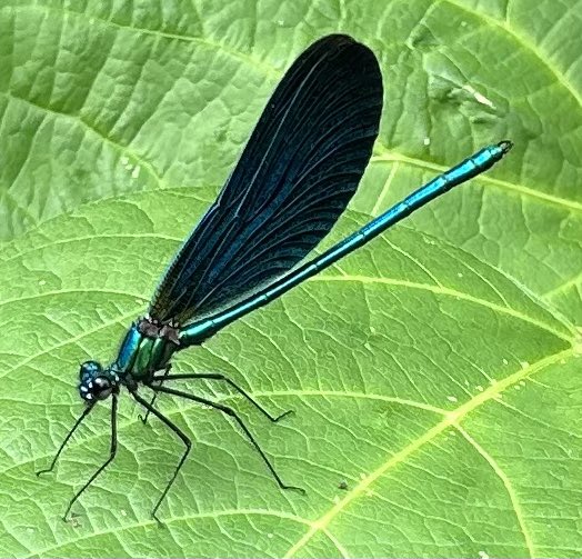 jones_mog's tweet image. Rare Damson-fly in my kitchen garden - donβt see many
Great for munching on any pests π
#gardening