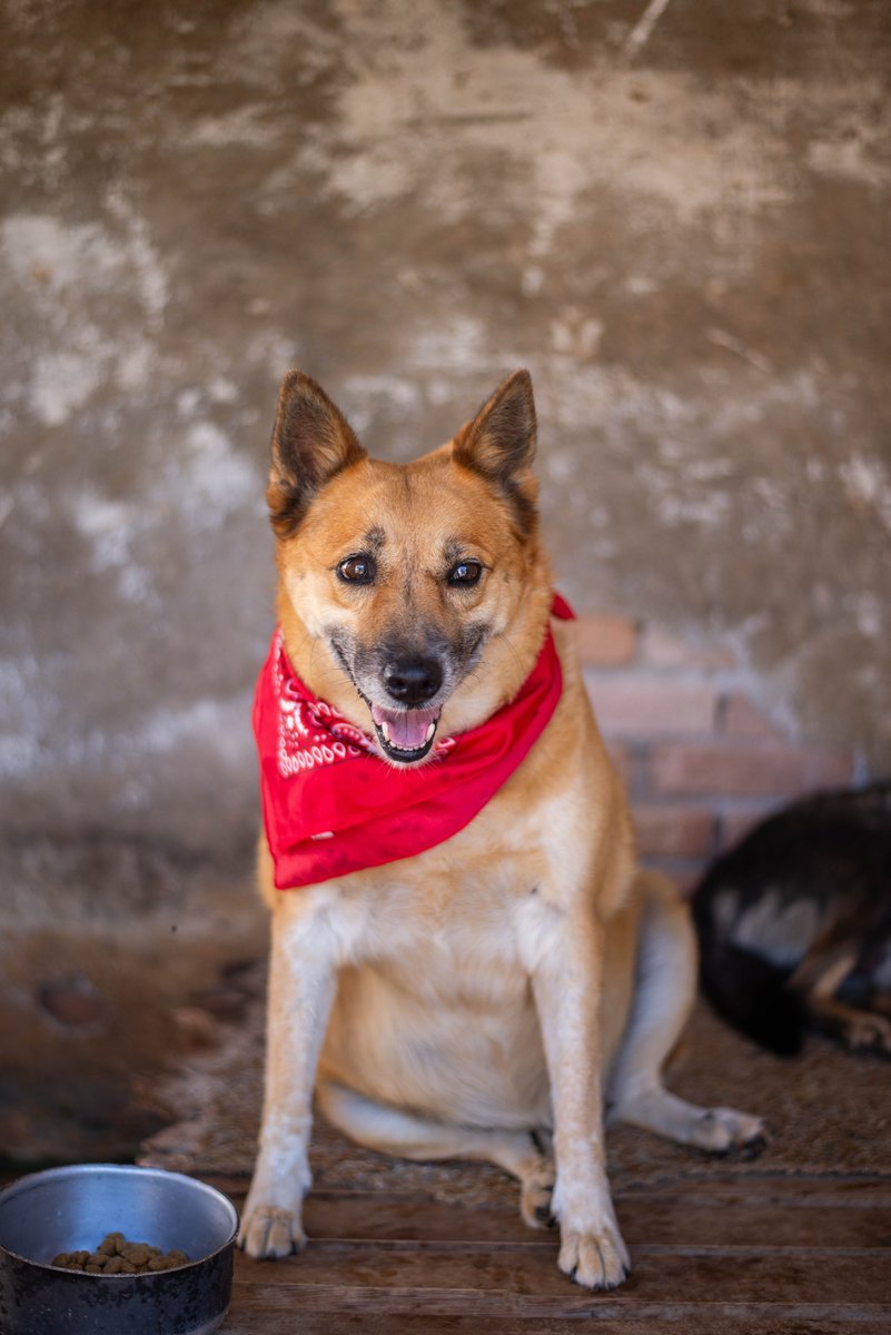 caogonhal's tweet image. Lobinha, nossa fofucha também busca um lar. É uma doguinha maravilhosa, super boazinha e amorosa.
📍 Congonhal/MG
🐕 Castrada
📏 Porte médio
💊 Protegida de pulgas e carrapatos
💉 Vacinada
📲 Contato via whatsapp (35)99193-5404