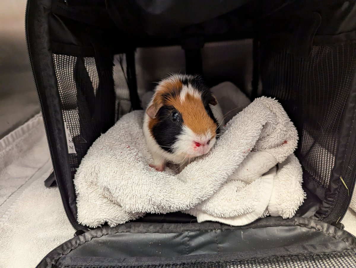 Hi, I'm currently raising money to help my guinea pig! He had an accident (internal bleeding from a fractured mouth pallet) and I need help paying for his medical bills! ko-fi.com/sparktoons