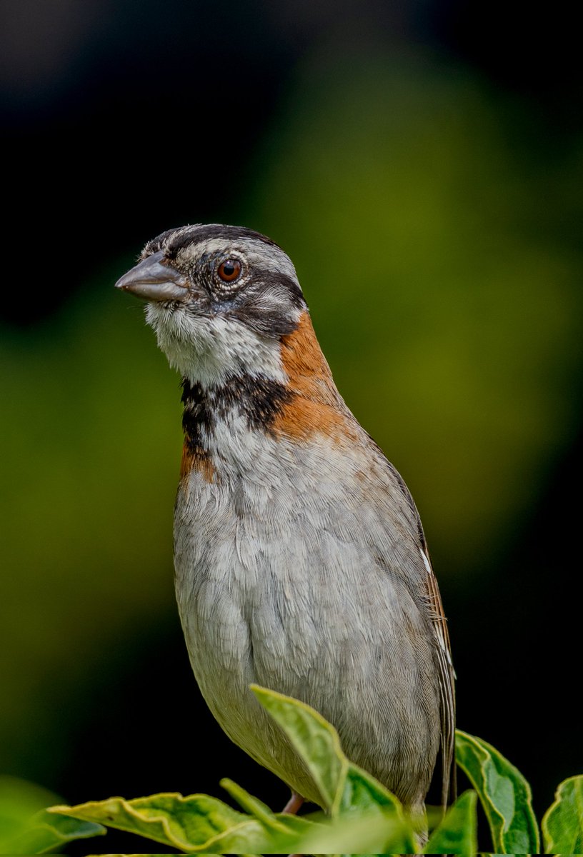 rahucas's tweet image. Acá un jueves casual esperando pajaritos en esta red 
#avifauna #nature  #NatureBeauty