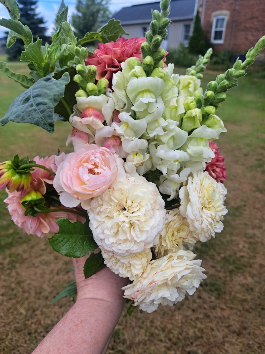 Can we pause from the mess of the world and admire the bouquet I just picked from my garden. Im growing the flowers for son's wedding so I like to practice making bouquets. Very zenning.