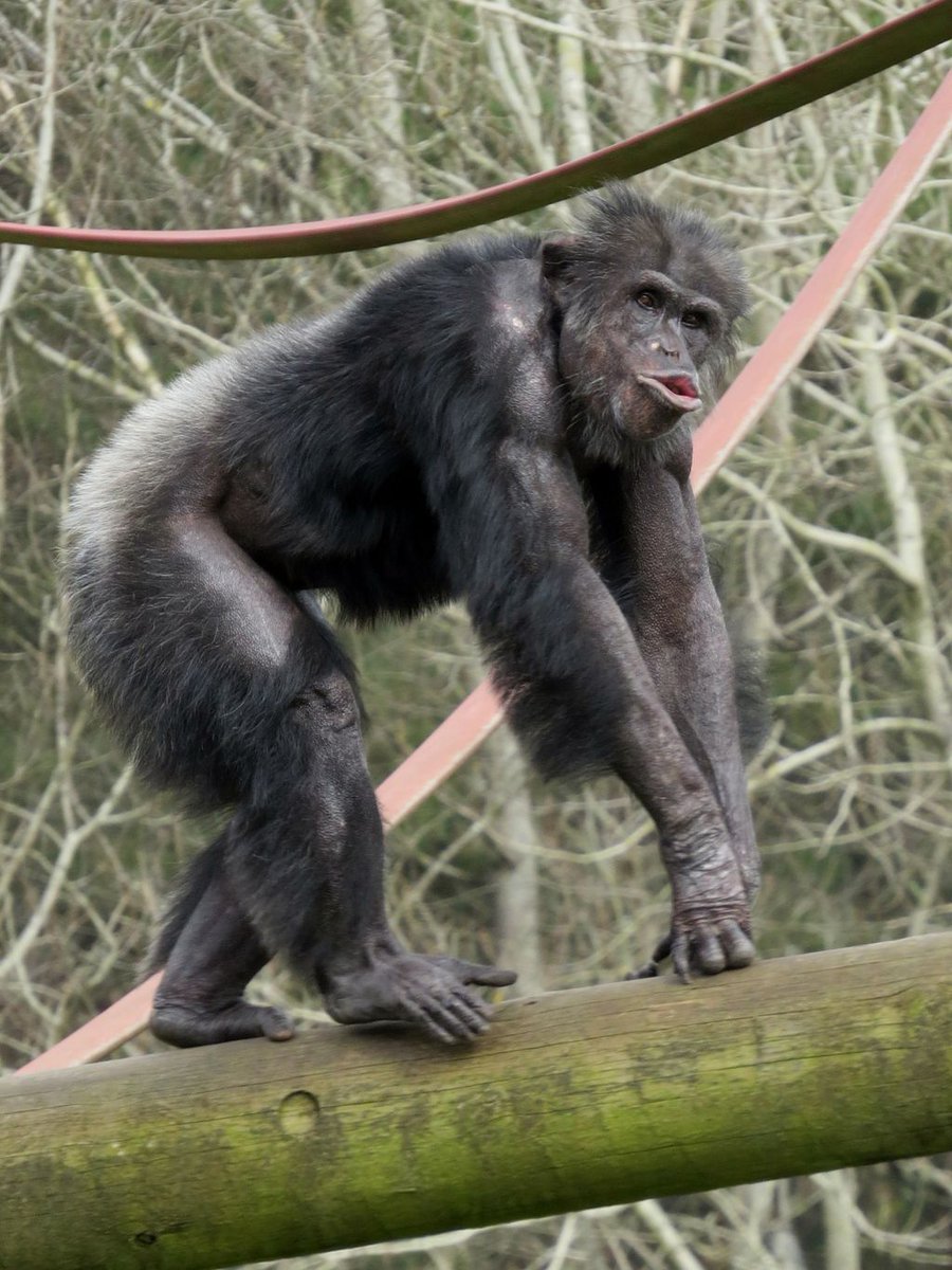 MWApeRescue's tweet image. Carrying on with chimp week, here are chimps rescued from life as pets. Chimps NEVER make good pets, & are deprived of the thing they need most- companionship of their own kind. At MW, we give chimps families again. 馃摲: Hananya, Semach, Tutti, Honey,