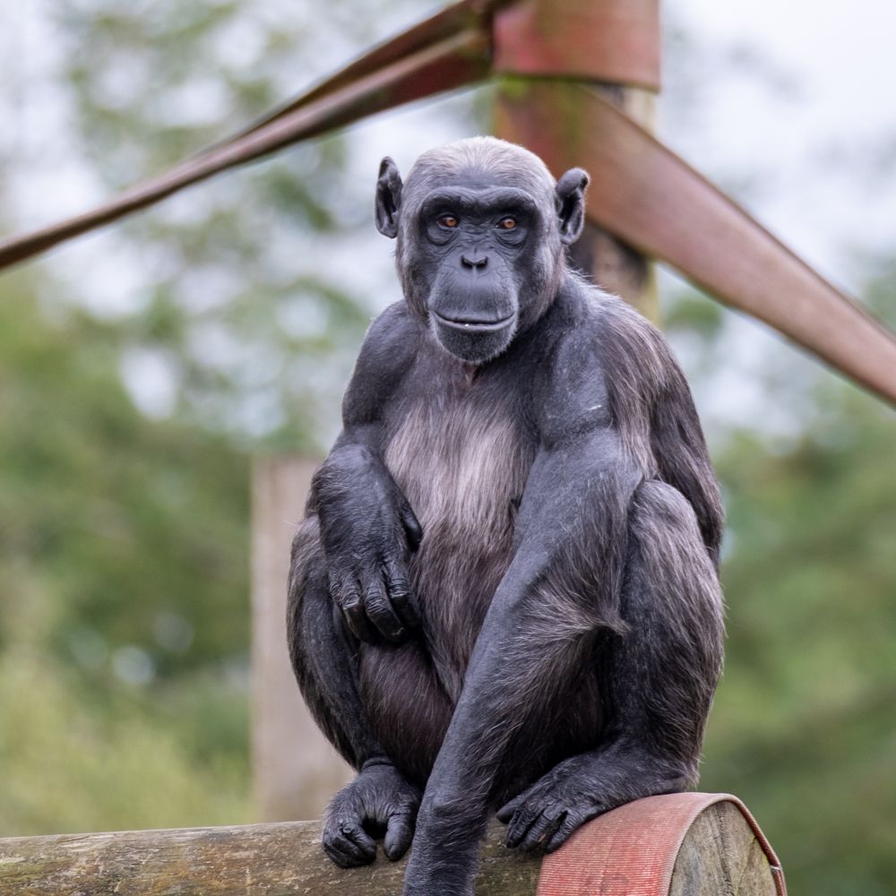 MWApeRescue's tweet image. Carrying on with chimp week, here are chimps rescued from life as pets. Chimps NEVER make good pets, & are deprived of the thing they need most- companionship of their own kind. At MW, we give chimps families again. 馃摲: Hananya, Semach, Tutti, Honey,