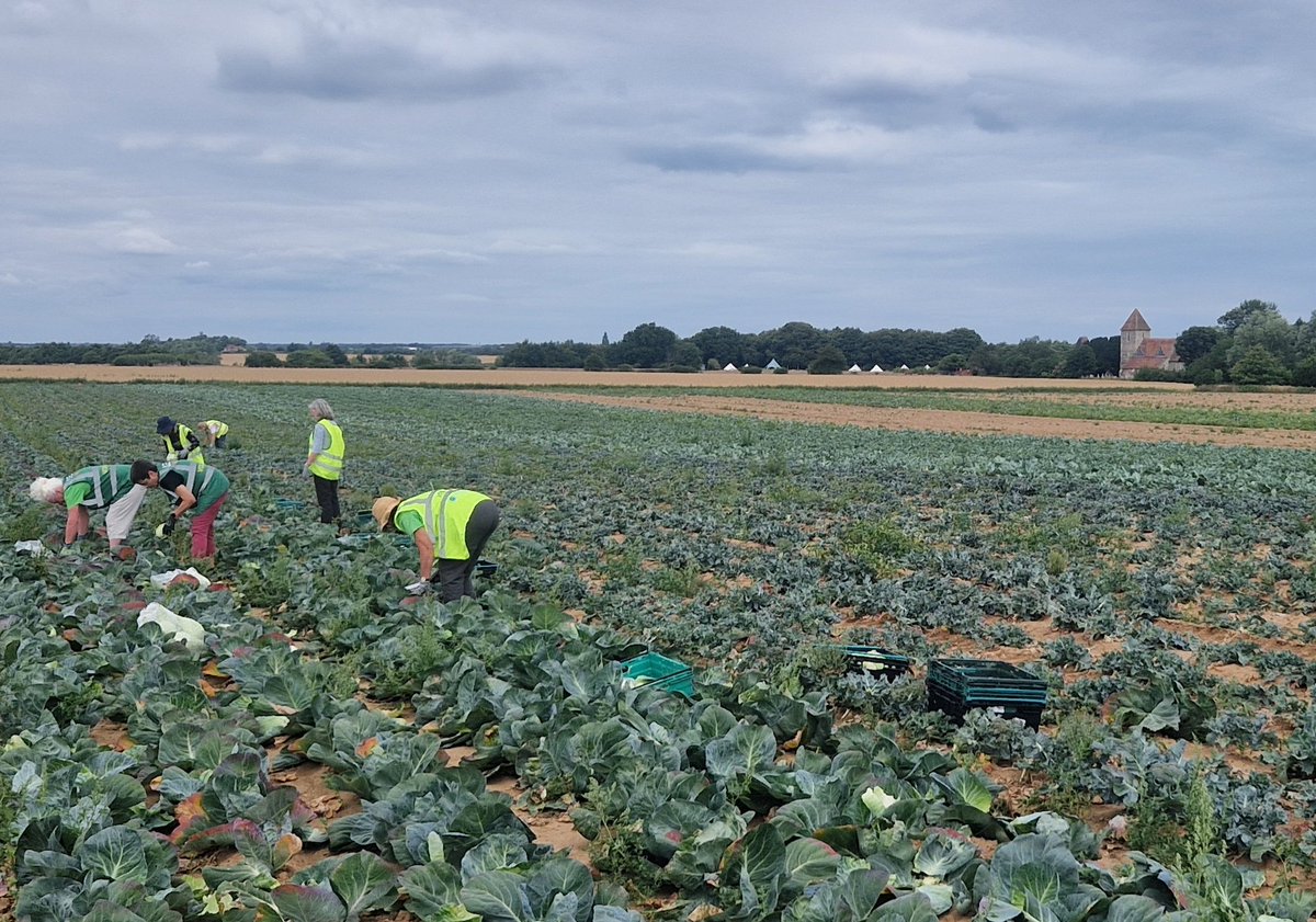 2nd glean of the week 350kilos of spuds and cabbage harvested in Preston.

Thx to our volunteers Jill, Renate &amp; Steve and T&amp;S Bradley🚜 for their support 

Produce going to local charities in East kent
<a href="/wearefoodrise/">Foodrise</a>
<a href="/DoverDC/">Dover District Council</a>
#nofoodwaste #gleaning