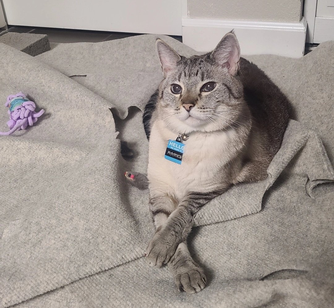 International Cat House, LLC tweet media