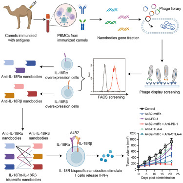 Waggoner Lab (@labwaggoner) on Twitter photo Nanobody-Engineered Bispecific IL-18 Mimetics Drive Antitumor Immunity by Engaging CD8+ T Cells and Evading IL-18BP in Preclinical Models <a href="/MolTherapy/">Molecular Therapy</a>
cell.com/molecular-ther… Nanobody-Engineered Bispecific IL-18 Mimetics Drive Antitumor Immunity by Engaging CD8+ T Cells and Evading IL-18BP in Preclinical Models <a href="/MolTherapy/">Molecular Therapy</a>
cell.com/molecular-ther…
