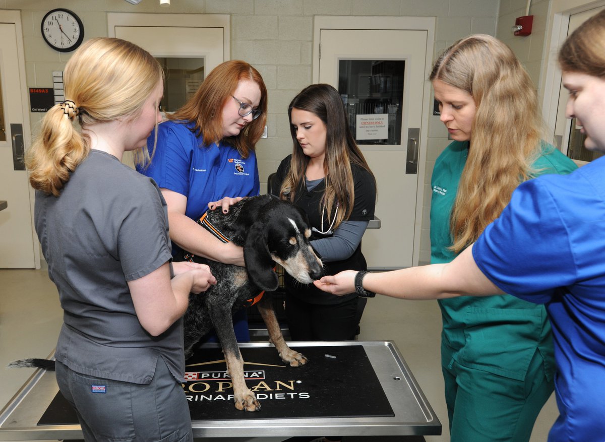 Smokey X is a teacher! He is helping our students utilize a patient-centered approach to veterinary appointments!