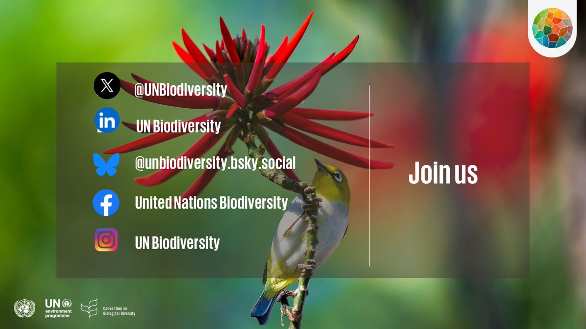 UNBiodiversity's tweet image. Join the conversation on #biodiversity --the foundation of all life on 🌎-- and the Global Biodiversity Framework #KMGBF--the world's masterplan to halt and reverse biodiversity loss.
Follow the @UNBiodiversity Convention Secretariat's social media accounts⬇️