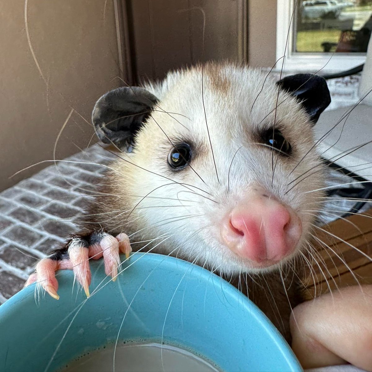 OnceUponaPossum's tweet image. &quot;Nice human...just one sip...please...&quot; 😊