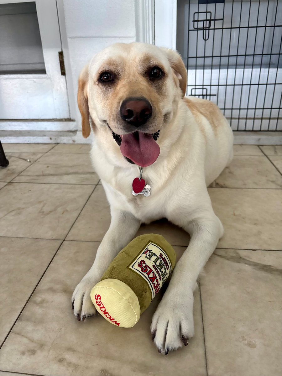 GovernorKayIvey's tweet image. Huntley is always happy to support a Made in Alabama favorite — and her new toy from @WicklesPickles is a hit!
I appreciate this thoughtful gift and commend Wickles for proudly representing the best of Alabama-made products. #alpolitics
