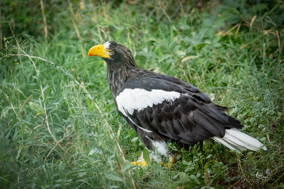 ZooBoise's tweet image. Lunchtime with Steller's sea eagle Vlad! His preferred meals are rabbit and fish, like trout, herring, and mackerel. 🐟🍽️
📷: Kathleen Walter Photography