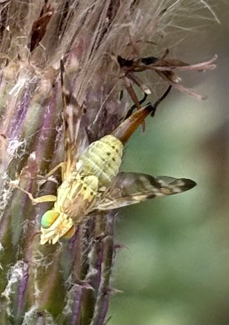 GrahamDenny9's tweet image. I’ve only ever seen one Hornet clearwing moth that was last month and like a bus here’s another one #conservation @MOTHIDUK @stuttonsparrows @davidwjgill @MothTrapper48 @BC_Suffolk @StevenFalk1 I’m not sure of the nomad @FWAGeast @BumblebeeTrust @DipteristsForum