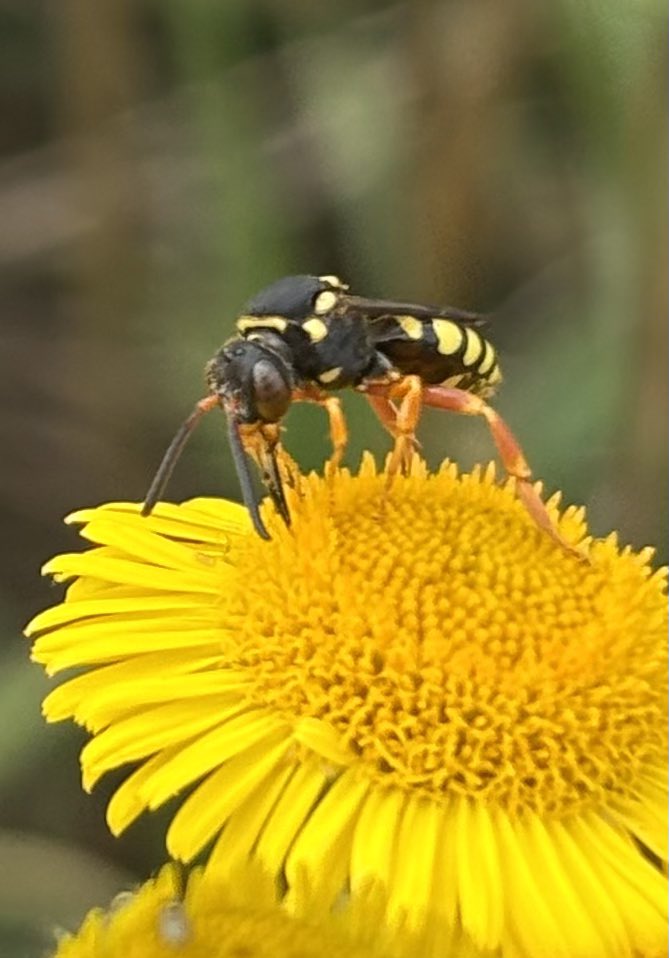 GrahamDenny9's tweet image. I’ve only ever seen one Hornet clearwing moth that was last month and like a bus here’s another one #conservation @MOTHIDUK @stuttonsparrows @davidwjgill @MothTrapper48 @BC_Suffolk @StevenFalk1 I’m not sure of the nomad @FWAGeast @BumblebeeTrust @DipteristsForum
