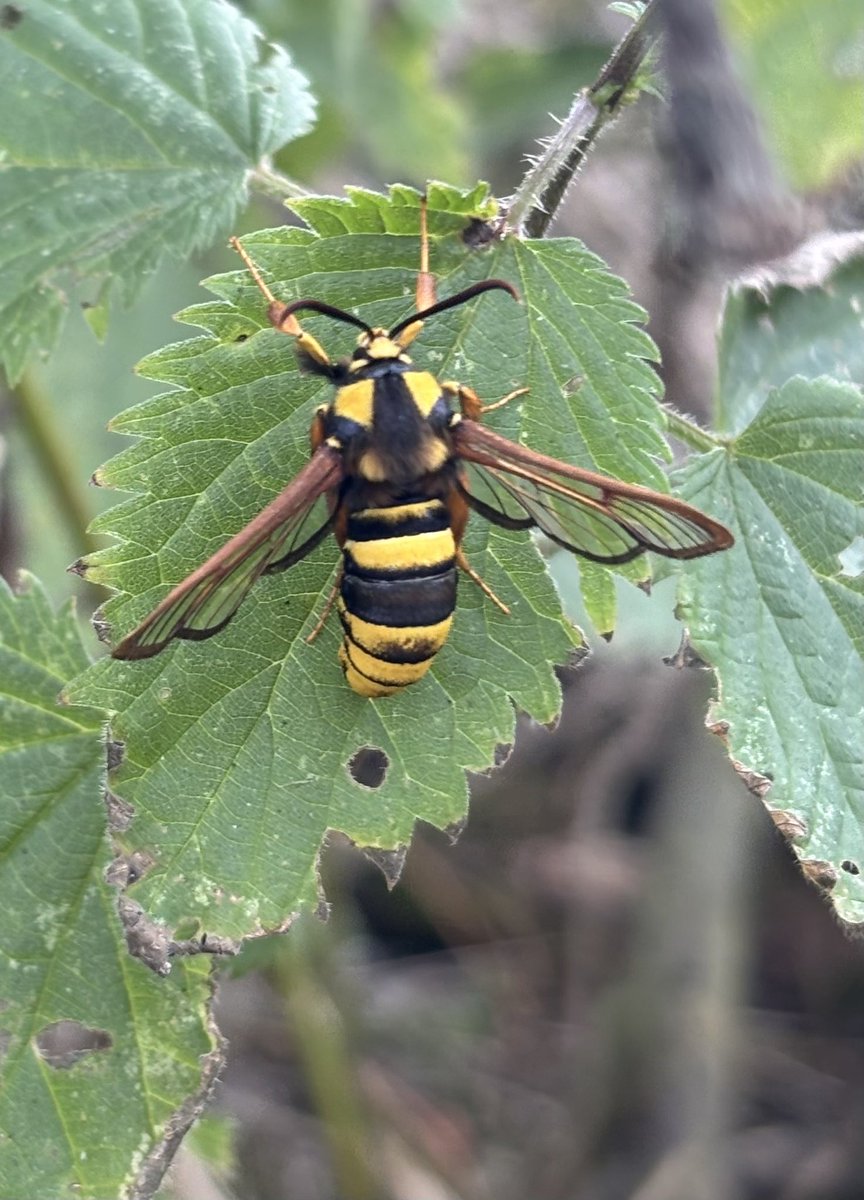 GrahamDenny9's tweet image. I’ve only ever seen one Hornet clearwing moth that was last month and like a bus here’s another one #conservation @MOTHIDUK @stuttonsparrows @davidwjgill @MothTrapper48 @BC_Suffolk @StevenFalk1 I’m not sure of the nomad @FWAGeast @BumblebeeTrust @DipteristsForum