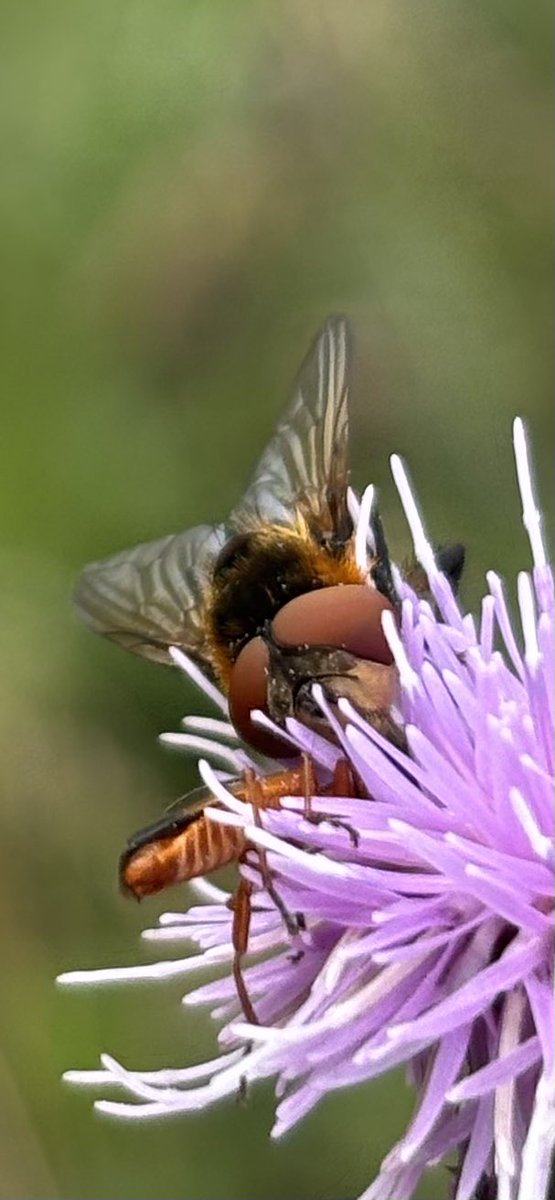 GrahamDenny9's tweet image. I’ve only ever seen one Hornet clearwing moth that was last month and like a bus here’s another one #conservation @MOTHIDUK @stuttonsparrows @davidwjgill @MothTrapper48 @BC_Suffolk @StevenFalk1 I’m not sure of the nomad @FWAGeast @BumblebeeTrust @DipteristsForum