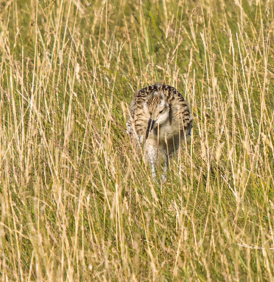 PDKImages's tweet image. Curlews are magnificent birds, with a beak/bill which can look like it defies gravity and common sense. The juveniles haven;t quite got to that curved grandeur, and this one look like it wasn't quite sure which way forward was, as its grumpy loking paret looked on
Happy Thursday