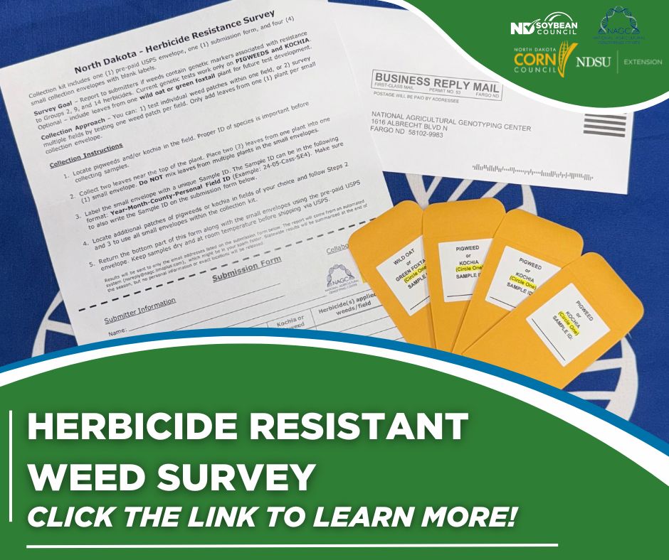 NDSoybean's tweet image. The North Dakota Herbicide Resistant Weed Survey is back! To combat herbicide-resistant weeds, @ndcorn Council, @NDSUExtension, @nagclab, and NDSC invite agronomists and soybean farmers to participate in the Herbicide Resistant Weed Survey by collecting pigweed and kochia leaves…