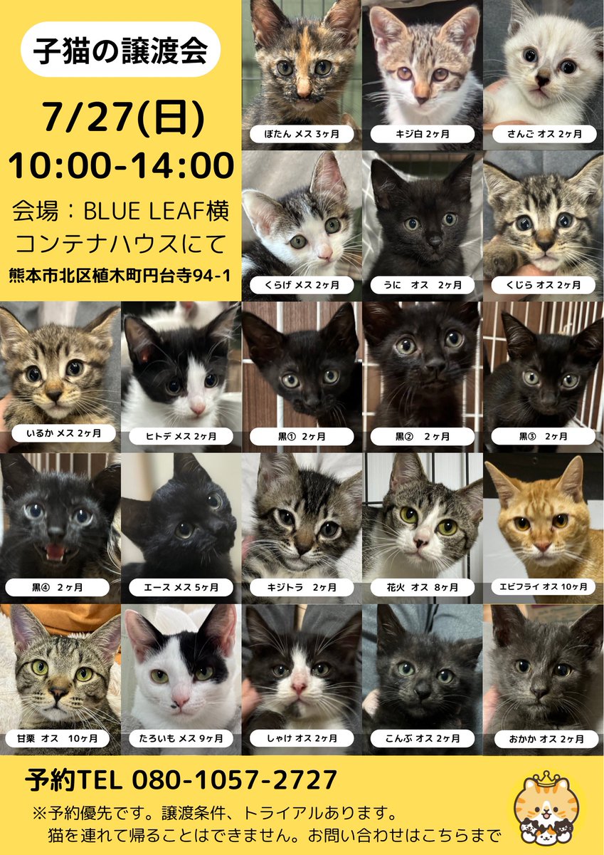 aims2koz's tweet image. 🚨子猫の譲渡会🚨
7/27(日)に緊急で子猫の譲渡会を開催します🐾
子猫の保護が多く、なかなか決まらないため今月もう一回譲渡会を開催させていただきます🙇♀️
予約優先です。里親希望の方はご予約の上、お越しください🚗
◾️子猫の譲渡会
2025.7/27(日)10:00-14:00
BLUE LEAF
熊本市北区植木町円台寺94-1