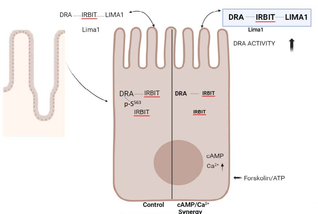 AJPCellPhys's tweet image. Enjoy this Thursday with a new #ArticleinPress, IRBIT and LIMA1 ASSOCIATE WITH AND ARE NECESSARY FOR #EPITHELIAL CELL SLC26A3 (DRA) STIMULATION BY cAMP/AT (Rafiquel Sarker et al. @HopkinsMedicine):

ow.ly/iKSv50Wqvnp
