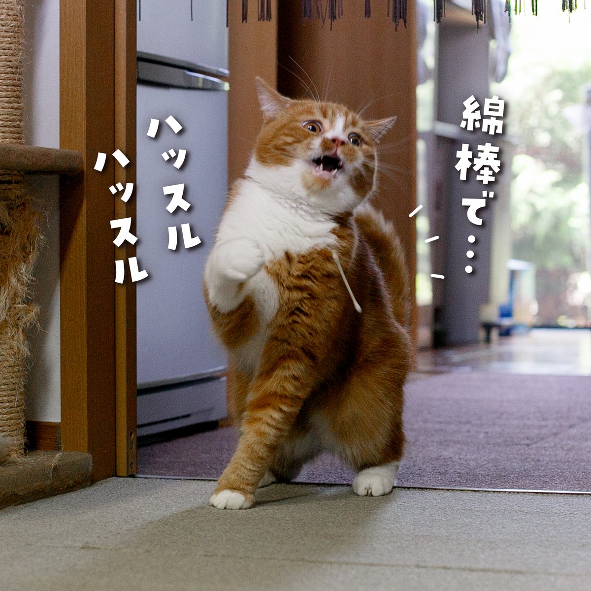 猫 綿棒 好き