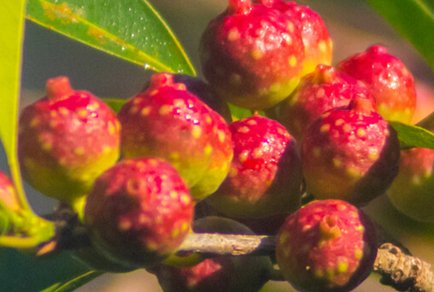 Nicole Mitidieri-Rivera has named a newly discovered Ficus in honor of her mentor, Kenneth Sytsma, in recognition of his contributions to the understanding of Urticalean Rosids.
phytotaxa.mapress.com/pt/article/vie…