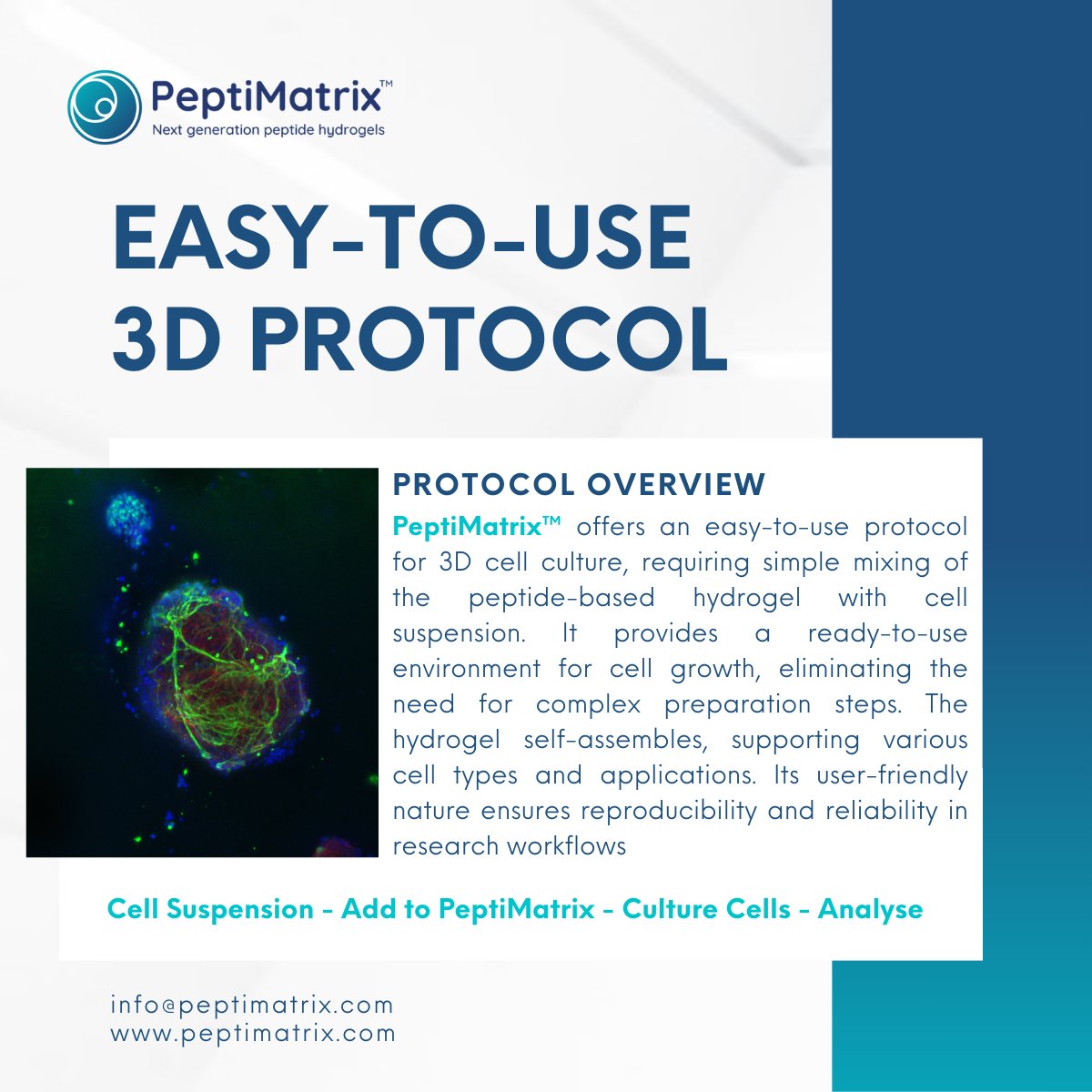 PeptiMatrix's tweet image. PeptiMatrix™ offers a fast, animal-free 3D cell culture protocol — mix, culture, analyse. No hassle. No animal components.
Learn more 👉 peptimatrix.com
#AnimalFreeScience #3DCellCulture #PeptiMatrix #LifeScience #Hydrogels