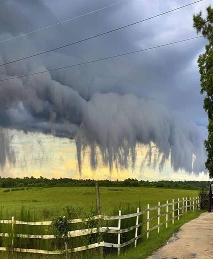 Captured in South Carolina.

Does it look natural to you?