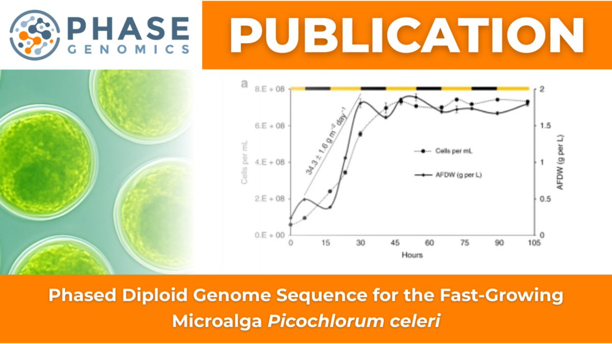 PhaseGenomics's tweet image. #TBT to when scientists cracked the full diploid genome of Picochlorum celeri—a super speedy, salt-loving microalga 🌊🧬. They used #HiC and @PacBio to get it done. Big win for biofuels, biotech, and algae nerds everywhere 🌱
🔗 hubs.la/Q03v1Fqx0