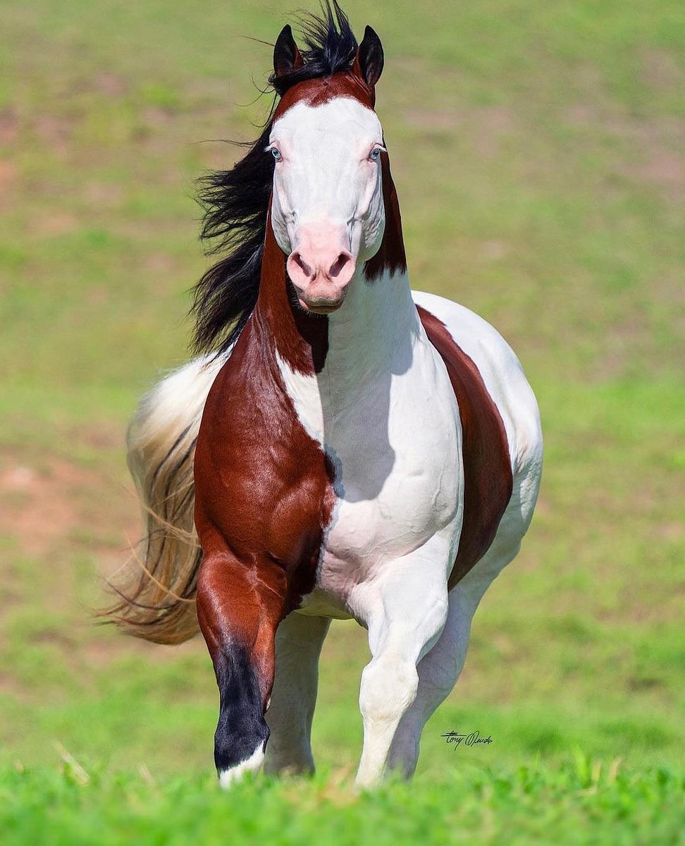 Nature_Waa's tweet image. An adorable colorful horse in Brazil!π΄ Have ever seen such a beautiful horse?π€©