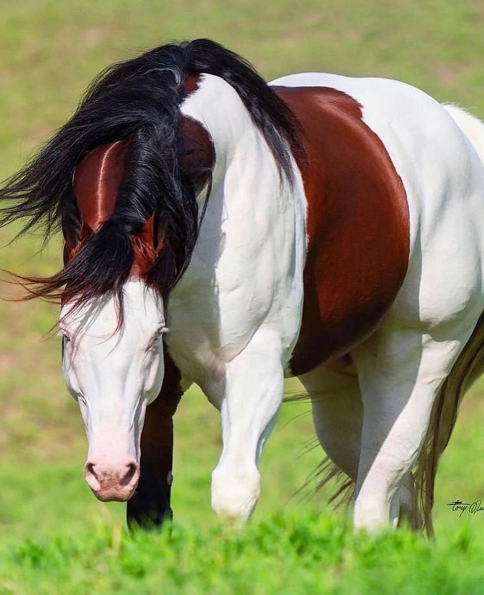 Nature_Waa's tweet image. An adorable colorful horse in Brazil!π΄ Have ever seen such a beautiful horse?π€©