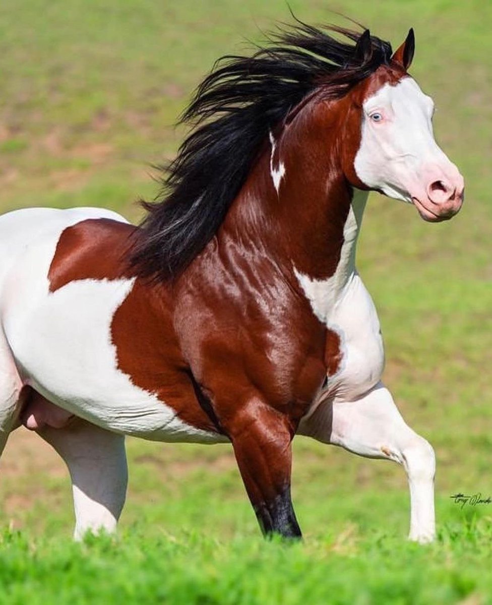 Nature_Waa's tweet image. An adorable colorful horse in Brazil!π΄ Have ever seen such a beautiful horse?π€©