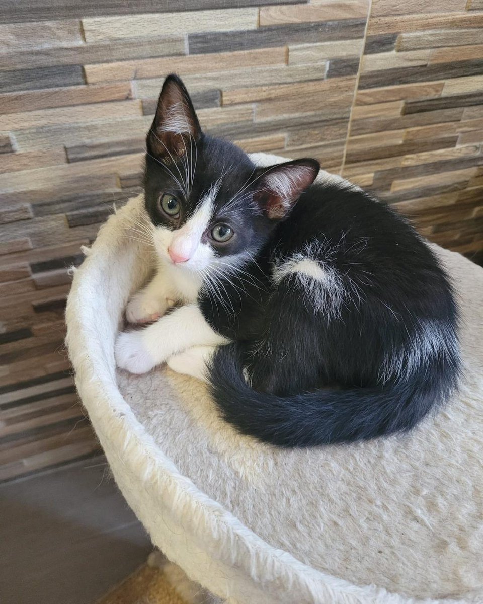 ZafiroProte's tweet image. 🩵 PETRA EN ADOPCIÓN 🩵
Esta camada petrolera nació en una cámara frigorífica de una gasolinera. Petra y Ólea heredaron los colores de su mamá, ¡son como dos gotitas de agua! ¿Quieres escribir el siguiente capítulo de su historia?
🐾 Petra
🎂 3 meses
📍 Murcia
✈️ Puede viajar