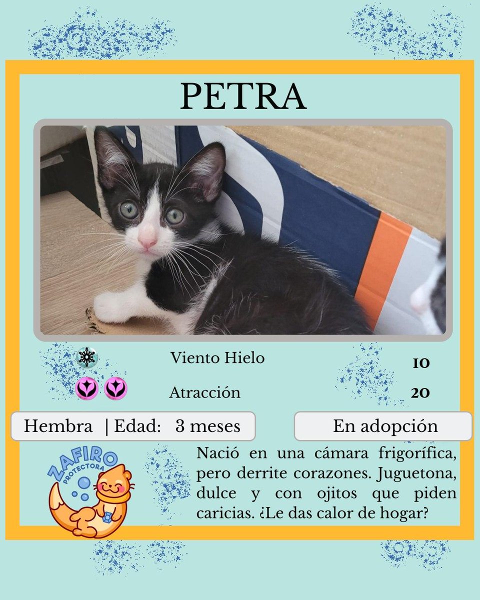 ZafiroProte's tweet image. 🩵 PETRA EN ADOPCIÓN 🩵
Esta camada petrolera nació en una cámara frigorífica de una gasolinera. Petra y Ólea heredaron los colores de su mamá, ¡son como dos gotitas de agua! ¿Quieres escribir el siguiente capítulo de su historia?
🐾 Petra
🎂 3 meses
📍 Murcia
✈️ Puede viajar