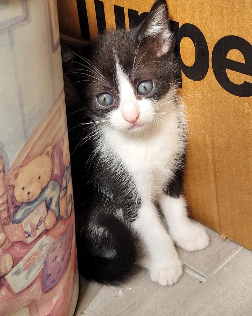 ZafiroProte's tweet image. 🩵 PETRA EN ADOPCIÓN 🩵
Esta camada petrolera nació en una cámara frigorífica de una gasolinera. Petra y Ólea heredaron los colores de su mamá, ¡son como dos gotitas de agua! ¿Quieres escribir el siguiente capítulo de su historia?
🐾 Petra
🎂 3 meses
📍 Murcia
✈️ Puede viajar