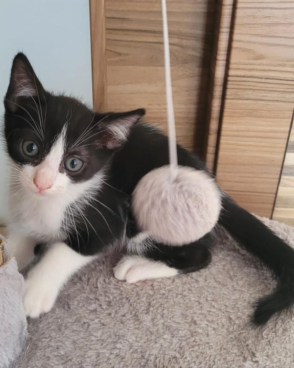 ZafiroProte's tweet image. 🩵 PETRA EN ADOPCIÓN 🩵
Esta camada petrolera nació en una cámara frigorífica de una gasolinera. Petra y Ólea heredaron los colores de su mamá, ¡son como dos gotitas de agua! ¿Quieres escribir el siguiente capítulo de su historia?
🐾 Petra
🎂 3 meses
📍 Murcia
✈️ Puede viajar