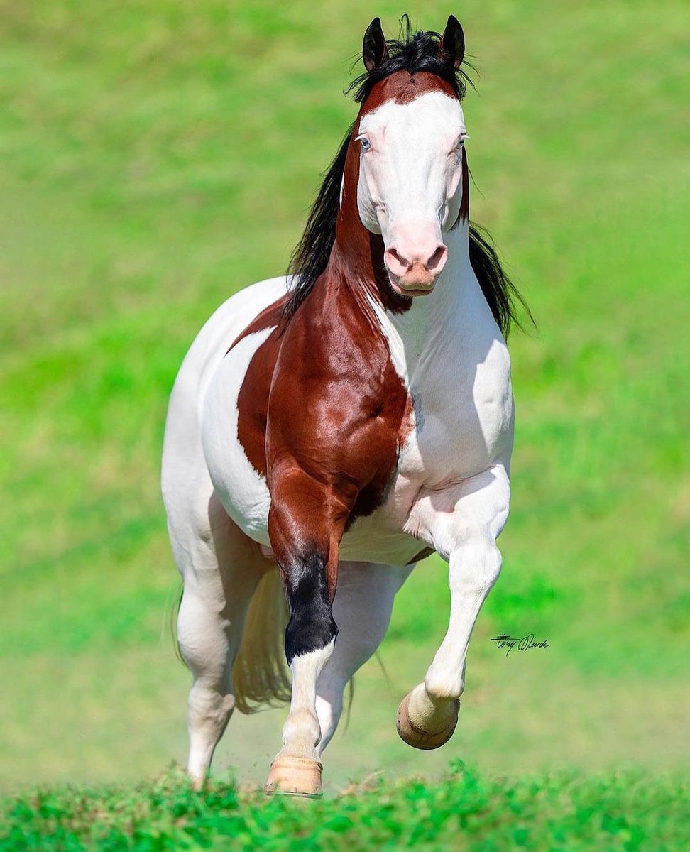 Nature_Waa's tweet image. An adorable colorful horse in Brazil!π΄ Have ever seen such a beautiful horse?π€©