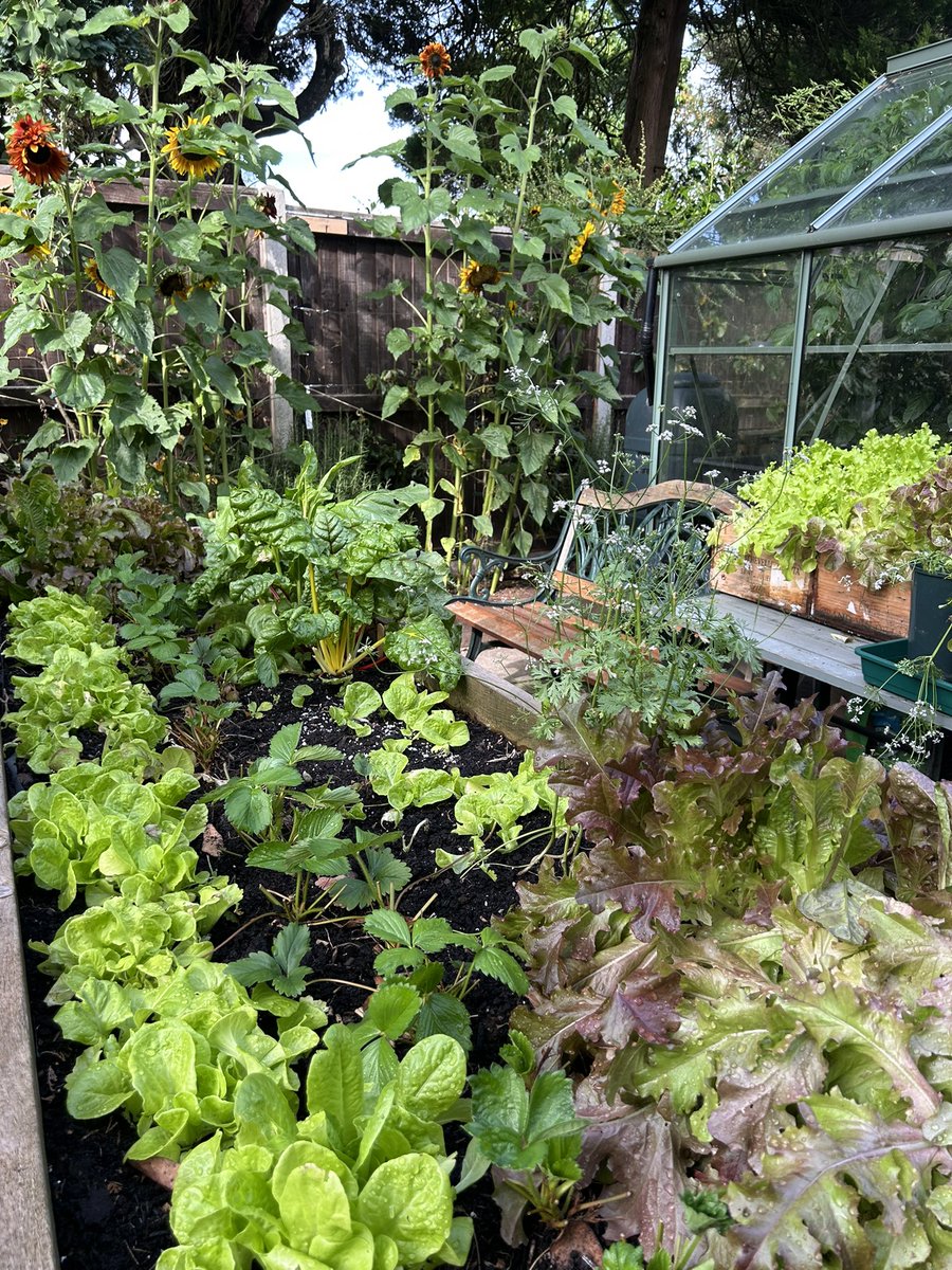 jones_mog's tweet image. Kitchen garden is now in full on mode