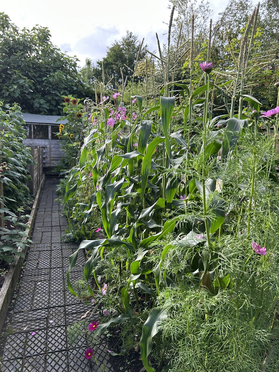 jones_mog's tweet image. Kitchen garden is now in full on mode