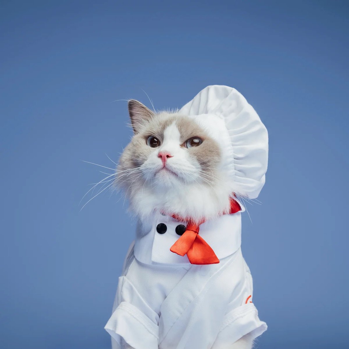 pnL_crypt0's tweet photo. Let the chef cook.
#littlepuff https://t.co/pKpVxUcqHH
