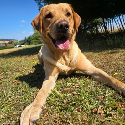 #NewProfilePic

Congratulations to TPD Obi who this week successfully passed his specialist course to become PD Obi 🥳

He’ll soon be out supporting <a href="/dorsetpolice/">Dorset Police</a> with his handler and crew mate PD Goose, top team 🥳🐾

#dorsetpolice #specialistdog #thenoseknows