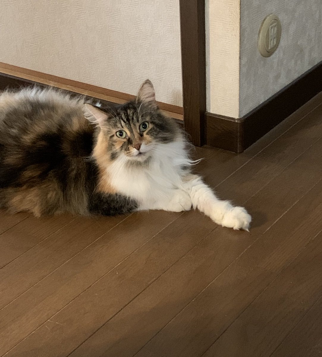 ZUm4bjmav7fjdCF's tweet image. 🐱おはようニャン🐱
皆さん、お仕事頑張ってにゃん😸
素敵な華金を〜✨
#ノルウェージャン
#猫好きさんと繋がりたい