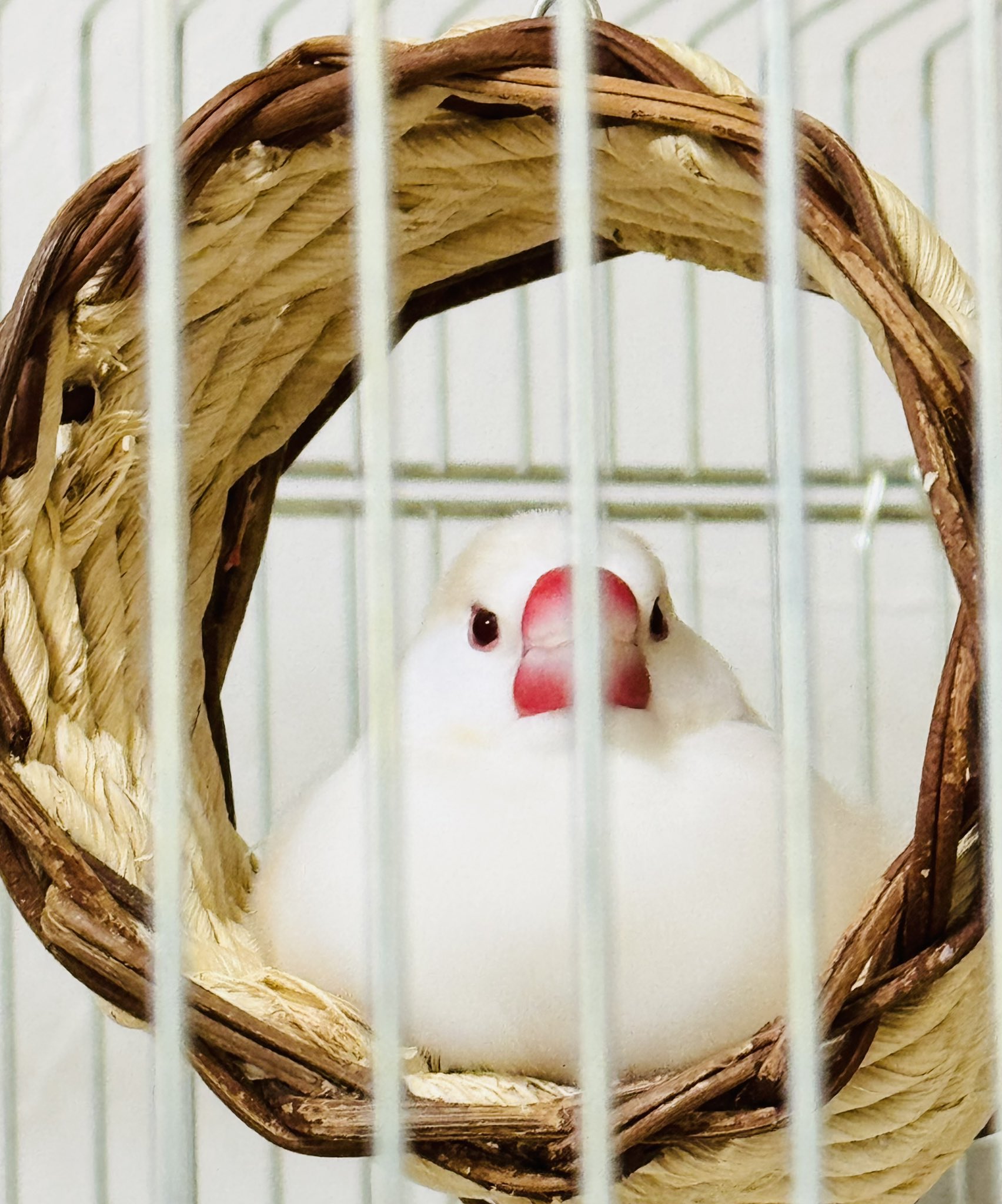 【9326s】ことりのおおきなあそびば ことりのおおきなあそびば 文鳥 インコ バードジム バード