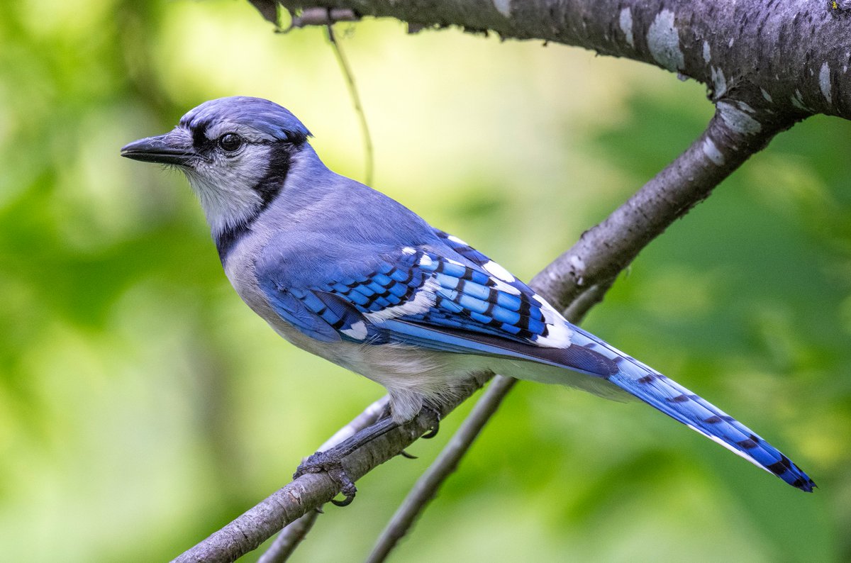 JocAPhotography's tweet image. A Blue Jay on full alert for an in-the-shell peanut (which I offered after this photo.)